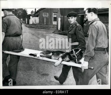 Septembre 09, 1958 - Le chien sur une civière. Une civière est emporté hier à l'army veterinary depot à Melton Mowbray, Leicester. Il est ''Son'', l'un des trois chiens de patrouille blessés qui y ont été prises après le camion dans lequel ils voyageaient a été dans une collision avec un train de munitions à Kineton, Warwick. Six soldats ont été tués. Quatre des 12 Alsations dans le camion est aussi mort. ''Son'' a été effectuée à l'élevage lui après avoir écrasé une patte et jambe cassée et bandée. Banque D'Images