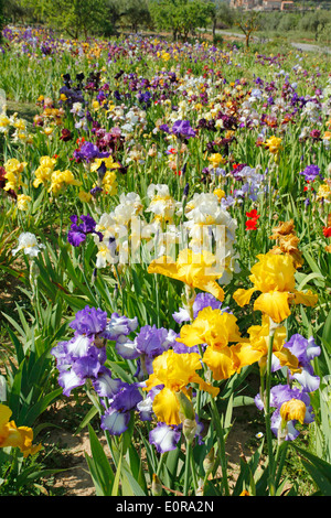 Jardin d'Iris. El Vilosell. LLeida, Catalogne, Espagne Banque D'Images