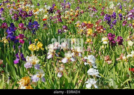 Jardin d'Iris. El Vilosell. LLeida, Catalogne, Espagne Banque D'Images