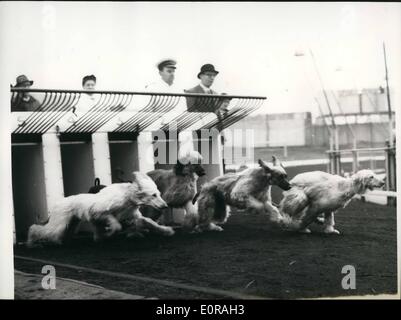 11 novembre 1958 - procès de hutte afghane au stade de New Cross : les hutte afghanes appartenant à Mme Jean Briggs devaient être vues comme 'chooled' au stade de New Cross ce matin derrière le lièvre électrique. Mme Briggs a été donnée pour la formation du chient Nouvelle Croix. Ils sont dans les premières étapes de la formation Grayhounds ou en compétition dans une réunion Greyhound. Ils pourraient courir le lièvre factice et ils peuvent être utilisés dans une démonstration de ''Cavalcade de vitesse''. La photo montre certains des Hounds afghans laisse les boîtes à l'étoile de leurs sentiers ce matin. Banque D'Images