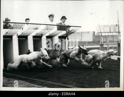 11 novembre 1958 - Lévrier Afghan essais cliniques à Nouveau stade : Afgahn Hounds administré par Mme Jean Briggs devaient être considérés étant ''chooled'' à nouveau ce matin du stade derrière le lièvre électrique. Mme Briggs a reçu l'autorisation de former les chiens à nouveau. Ils en sont aux premiers stades de la formation et il n'y a pas de course contre les possibilitu lévriers ou participer à une réunion de Greyhound. Ils pouvaient ater chassé le lièvre factice et ils peuvent être utilisés dans un ''Cavaclade de vitesse''. La photo montre une partie de l'Afghan Hounds laissez les cases au démarrage de leurs essais ce matin. Banque D'Images