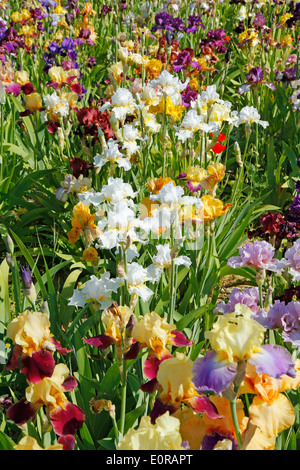 Jardin d'Iris. El Vilosell. LLeida, Catalogne, Espagne Banque D'Images