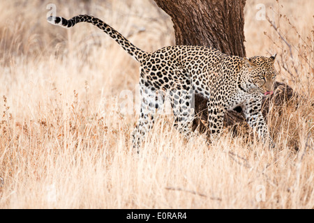 Leopard (Panthera pardus). Photographié en Tanzanie Banque D'Images