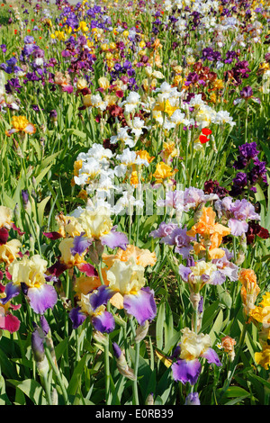 Jardin d'Iris. El Vilosell. LLeida, Catalogne, Espagne Banque D'Images