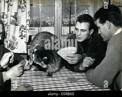 Le 12 décembre 1958 - Le raccoon voit les autres personnes carte : Lorsque le poids moyen-Europe-champion Gustav Scholz interrompue fort-formation en Reit im Winkel (village bavarois) pour un skat. Scholz sera fort sur le 5 décembre à Munich. Bavaria-Hall Sur la photo, a été prise à l'hôtel ''Feichtenhof'' en Reit im Winkel. f.l.t.r. Ulli Nitschke, Gustav Scholz et son formateur Lado Taubenecker (demi-cutted) et le raton laveur de la propriétaire de la ''Feichtenhof'' ''Petzi' Banque D'Images