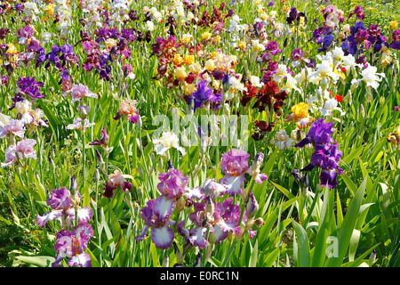 Jardin d'Iris. El Vilosell. LLeida, Catalogne, Espagne Banque D'Images