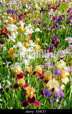 Jardin d'Iris. El Vilosell. LLeida, Catalogne, Espagne Banque D'Images