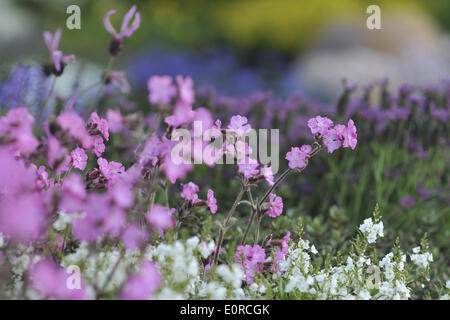 Chelsea, London, UK. 19 mai 2014. Un écran de fleurs aux couleurs vives au Chelsea Flower Show. Crédit : Michael Preston/Alamy Live News Banque D'Images