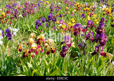 Jardin d'Iris. El Vilosell. LLeida, Catalogne, Espagne Banque D'Images