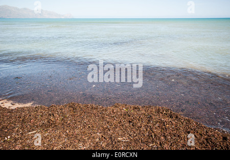 Des algues sur la plage Banque D'Images