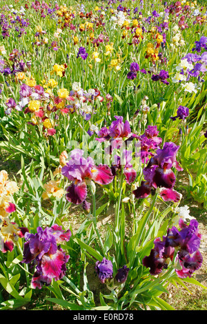 Jardin d'Iris. El Vilosell. LLeida, Catalogne, Espagne Banque D'Images