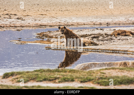 L'Hyène tachetée (Crocuta crocuta) près de l'eau. Photographié en Tanzanie Banque D'Images