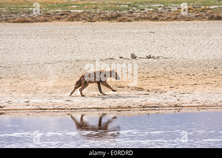 L'Hyène tachetée (Crocuta crocuta) près de l'eau. Photographié en Tanzanie Banque D'Images