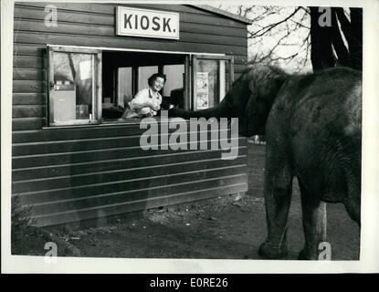 02 février 1959 - Puis-je avoir un petit pain s'il vous plaît : Photo montre ''J'ai vu bien des gens pf aller chercher leur pain ici, alors pourquoi pas Sari, l'éléphant au zoo de Glasgow, comme erra jusqu'au kiosque de rafraîchissements et rap sur le comptoir avec son tronc, elle fut bientôt servi. Banque D'Images