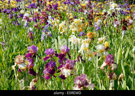 Jardin d'Iris. El Vilosell. LLeida, Catalogne, Espagne Banque D'Images