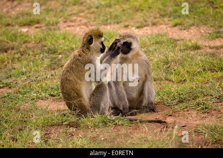 Un singe (Chlorocebus pygerythrus). Banque D'Images