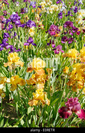 Jardin d'Iris. El Vilosell. LLeida, Catalogne, Espagne Banque D'Images