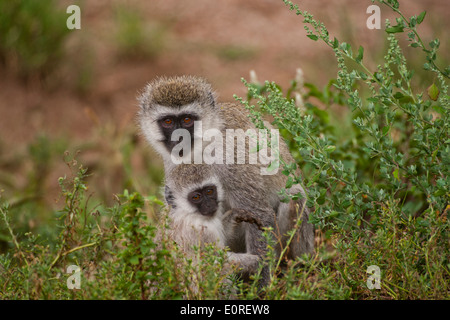 Un singe (Chlorocebus pygerythrus). Banque D'Images