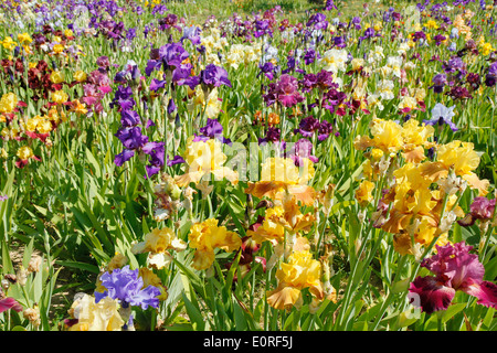 Jardin d'Iris. El Vilosell. LLeida, Catalogne, Espagne Banque D'Images