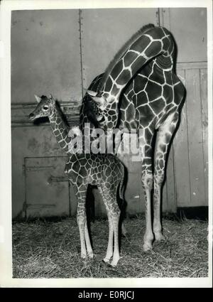 16 novembre 1959 - Le Zoo's 6ft. 8 Ins. Bébé : la girafe femelle né à ''Grumpy'' et son partenaire ''Dingo'' le 1er novembre, a été présentée au Zoo de Londres pour la première fois aujourd'hui. Elle a été nommé ''Mary'' par le chef Keeper en charge de girafes, M. George Robinson, qui est un grand admirateur de Marie Bignall, l'athlète qui a été choisi sportive de l'année par l'Association des écrivains sportifs. À la naissance ''Mary'' était six pieds deux pouces et elle est en croissance rapide : elle mesure maintenant 6' 8''. La photo montre la ''Marie'', le bébé girafe photographiée au Zoo aujourd'hui avec sa mère ''Grumpy' Banque D'Images