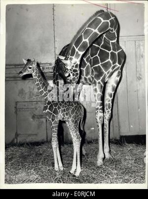 16 novembre 1959 - Le Zoo's 6ft. 8 Ins. Bébé : la girafe femelle né à ''Grumpy'' et son partenaire ''Dingo'' le 1er novembre, a été présentée au Zoo de Londres pour la première fois aujourd'hui. Elle a été nommé ''Mary'' par le chef Kasper en charge de girafes, M. George Robinson, qui est un grand admirateur de Marie Bignall, l'athlète qui a été choisi sportive de l'année par l'Association des écrivains sportifs. À la naissance ''Mary'' était six pieds deux pouces et elle est en croissance rapide : elle mesure maintenant 6' 8''. La photo montre la ''Marie'', le bébé girafe photographiée au Zoo aujourd'hui avec sa mère ''Grumpy' Banque D'Images