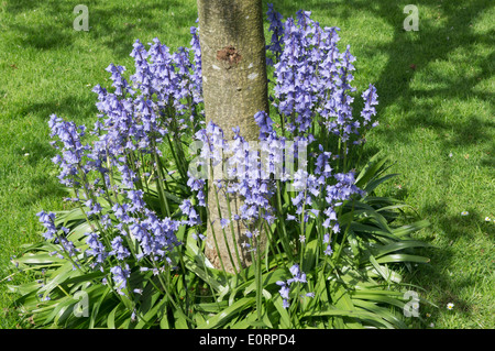 Groupe de bluebell flowers fleurir autour de la base d'un arbre dans la saison du printemps, UK Banque D'Images