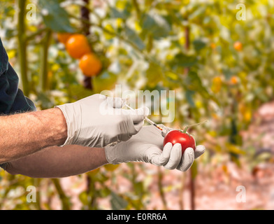 Sciences - Les organismes génétiquement modifiés - concept scientifique l'injection de liquide dans une tomate en plein air Banque D'Images