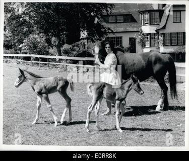 Mai 05, 1960 - Les millions de dollars à l'un des jumeaux. : Quand Golden Soutane, un chasseur, avait deux poulains au début de cette semaine - le vétérinaire a dit qu'il serait d'un million d'une chance que les deux puissent survivre, parce que si les juments ont souvent des jumeaux, habituellement l'un est mort-né ou ne vit que pour une courte période. Mais chaque jour, à la ferme à Tavistock, Devon, les poulains 'Myth' et 'Roiyal' se renforcer. En fait, les deux sont bien. Photo montre Golden Bassock, l'heureuse mère, est photographié ici avec son maître a 20 ans, Judy Masson , et les deux poulains 'Myth', sur la droite, et 'Royal' Banque D'Images