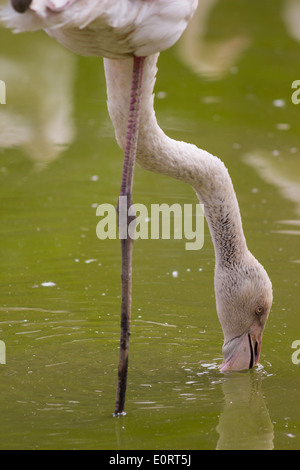 L'eau potable et de Flamingo debout sur une jambe Banque D'Images