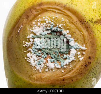 Champignon vert et blanc la moisissure sur une poire pourrie Banque D'Images