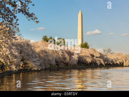 Fleur de cerisier et le Washington monument au printemps, Washington DC, USA au cours de Cherry Blossom Festival Banque D'Images