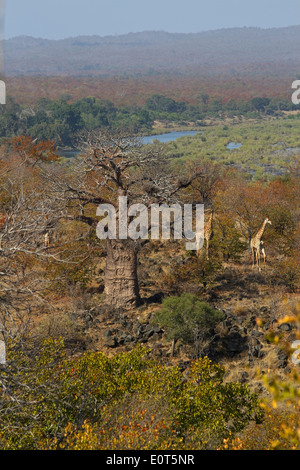 Cap trois girafes (Giraffa camelopardalis giraffa) et un Baobab (Adansonia digitata) sans les feuilles près de la rivière Letaba. Banque D'Images