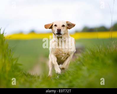 Photo de chien de race pure. Pris à l'extérieur sur une journée ensoleillée. Banque D'Images