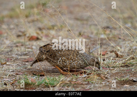 Francolin à bec rouge Natal (Pternistis juvénile natalensis natalensis), Kruger National Park, Afrique du Sud Banque D'Images