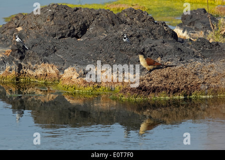 Coucal de Burchell (Centropus burchelli) et deux d'Afrique (Motacilla aguimp Bergeronnettes Pied), Kruger National Park, Afrique du Sud Banque D'Images