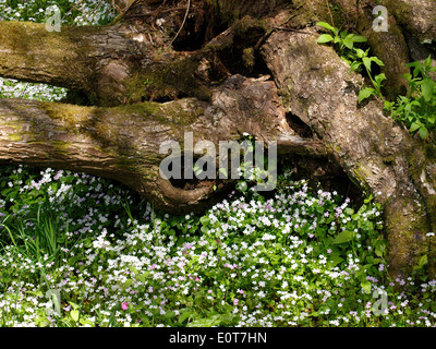 Jolies fleurs blanches autour d'un arbre tombé, Cornwall, UK Banque D'Images