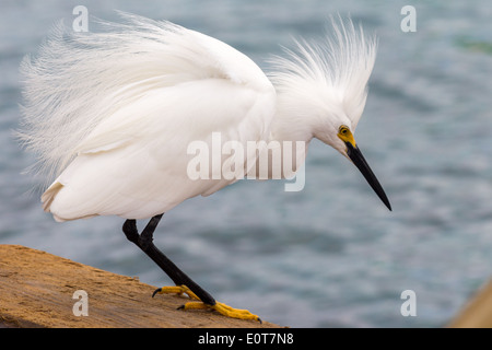 Aigrette neigeuse assis sur un quai de la rive de Bonaire, Caraïbes Banque D'Images