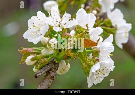 Close up image de fleur de cerisier avec arrière-plan flou Banque D'Images