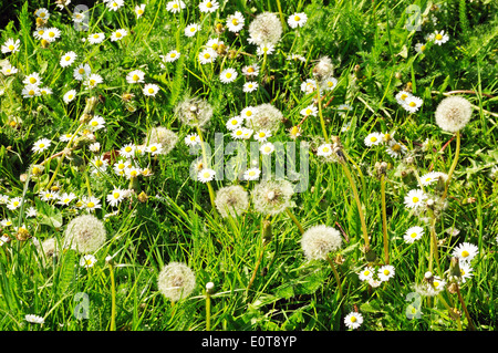 Graines de pissenlit marguerites et de plus en plus dans l'herbe. Banque D'Images