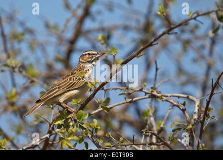 Alouette Sabota (Mirafra sabota) perché sur twig, Kruger National Park, Afrique du Sud Banque D'Images