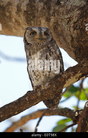 African Scops (Otus senegalensis ssp. senegalensis), perché sur une branche, Kruger National Park, Afrique du Sud Banque D'Images