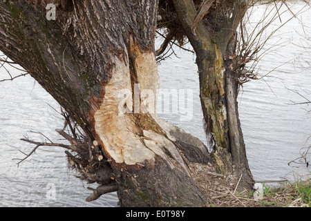 Arbre endommagé par le castor à côté d'Elbe près de Bleckede, Basse-Saxe, Allemagne Banque D'Images