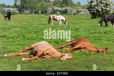 Chevaux de couchage sur les porcs Moor comme d'autres chevaux brouter paisiblement le pâturage sur les porcs Moor, Tickton, Beverley, Yorkshire, UK. Banque D'Images
