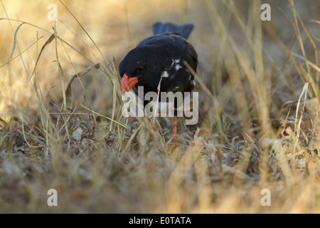 Red-billed Buffalo Weaver (Bubalornis niger niger) sur le terrain, Kruger National Park, Afrique du Sud Banque D'Images