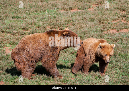 Eurasienne adultes ours brun (Ursus arctos arctos) avec fourrure humide et juvéniles dans les prairies Banque D'Images