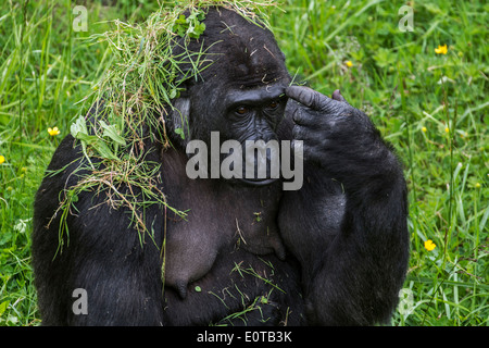 Close up de gorille de plaine de l'ouest (Gorilla gorilla gorilla) femmes couvertes d'herbe Banque D'Images