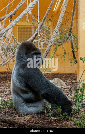 Gorille de plaine de l'Ouest silverback homme assis à l'intérieur de l'enceinte intérieure dans le parc de Cabarceno, Cantabria, ESPAGNE Banque D'Images