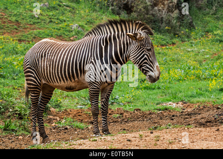 Le Zèbre de Grévy / imperial zebra (Equus grevyi) native du Kenya et l'Ethiopie Banque D'Images