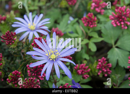 Rocky Purple Daisy et Daphné rose rose composition jardin de fleurs avec copie espace. Banque D'Images