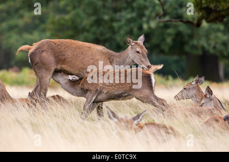 Red Deer calf suckling 1 an à partir de sa mère Banque D'Images